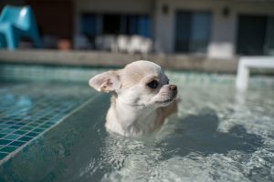 Phoenix Pool Fencing - Choosing the Best Pool Fencing for Pet Safety: What You Need to Know