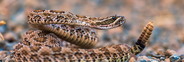 Phoenix Pool Fencing - Snake Fencing